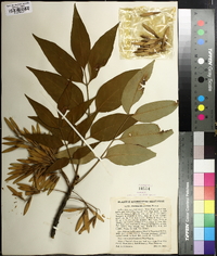 Fraxinus biltmoreana image