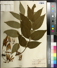 Fraxinus biltmoreana image