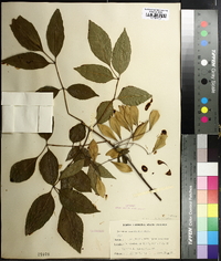 Fraxinus caroliniana image