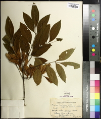 Fraxinus caroliniana image