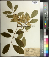 Fraxinus caroliniana image