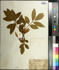 Fraxinus caroliniana image