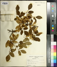 Fraxinus caroliniana image