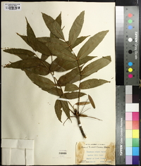 Fraxinus nigra image