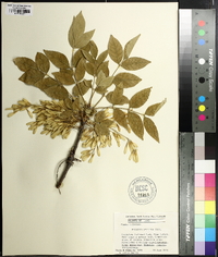 Fraxinus velutina image