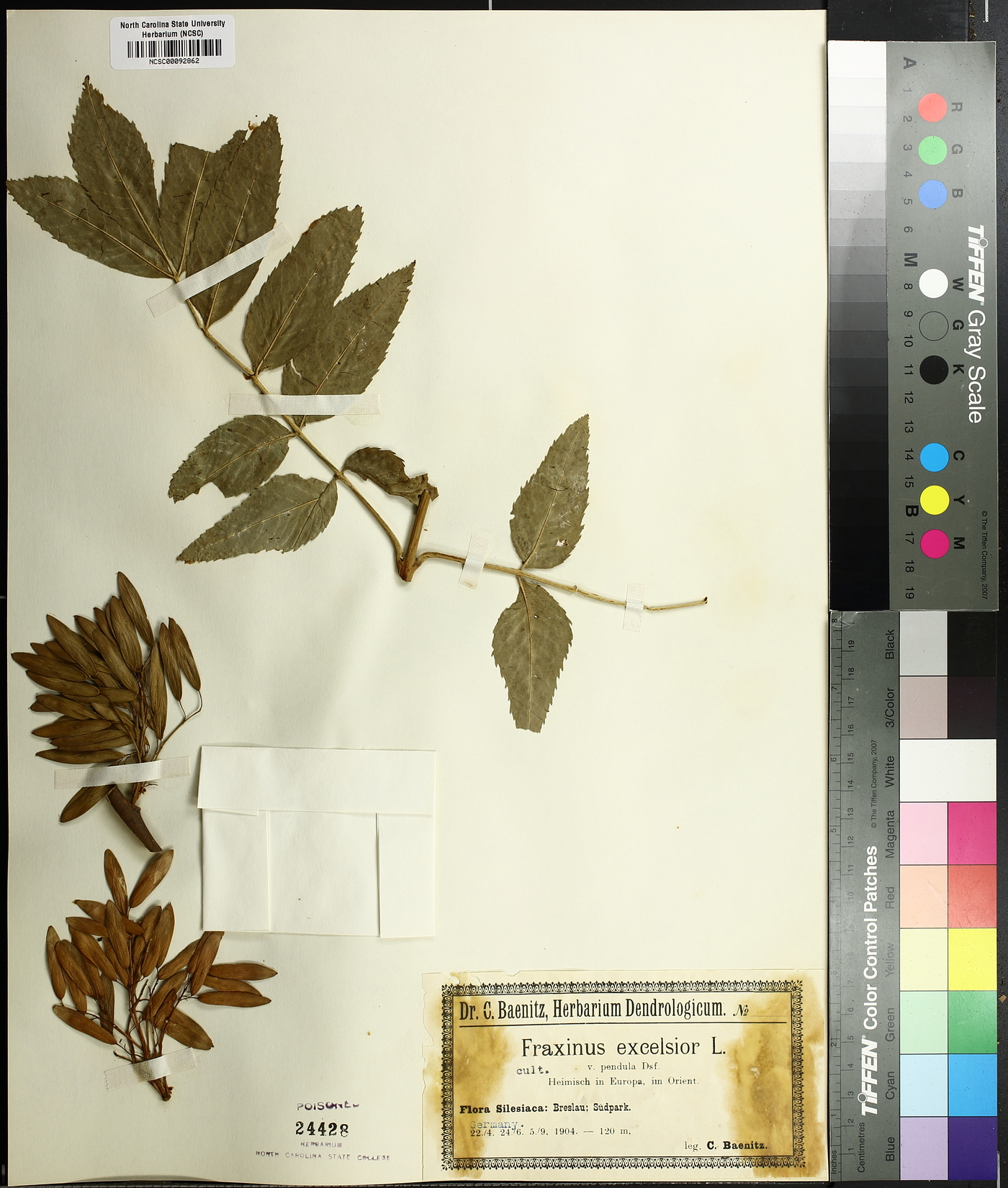 Fraxinus excelsior image