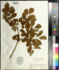 Fraxinus chinensis subsp. rhynchophylla image