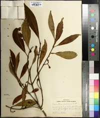 Osmanthus americanus image