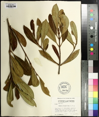 Osmanthus americanus image