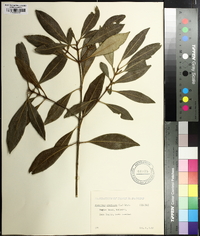 Osmanthus americanus image