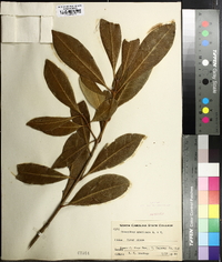 Osmanthus americanus image