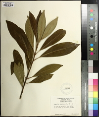 Osmanthus americanus image