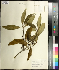 Osmanthus americanus image