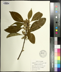 Osmanthus americanus image