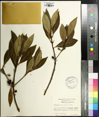 Osmanthus americanus image