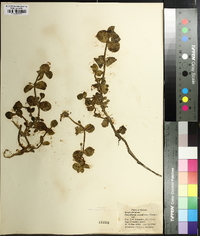 Bacopa rotundifolia image