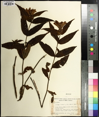 Chelone glabra var. elatior image