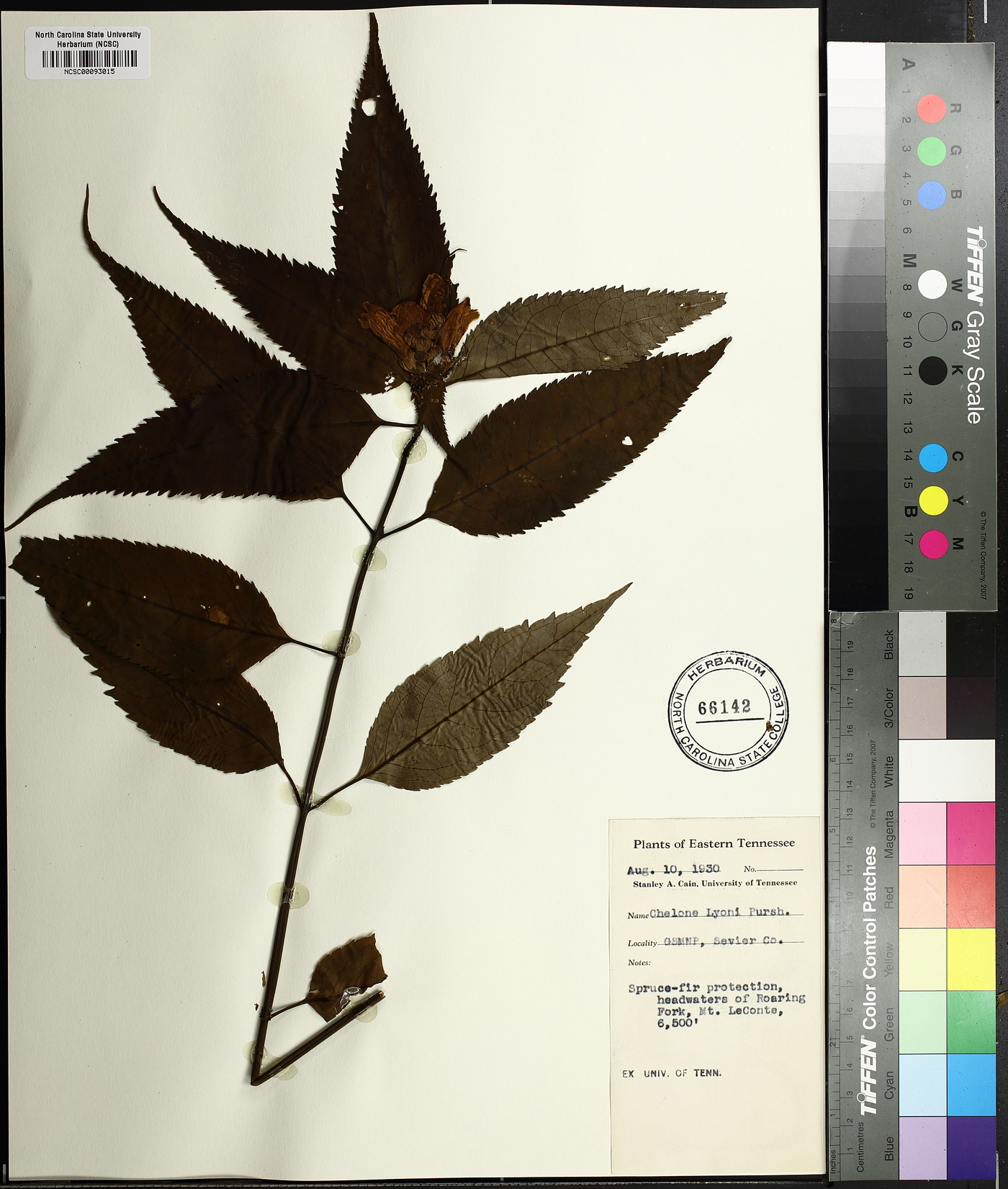Chelone lyonii image