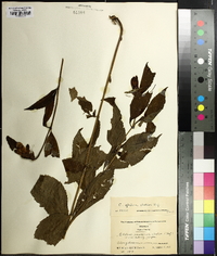 Chelone glabra var. elatior image