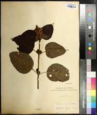 Chelone lyonii image