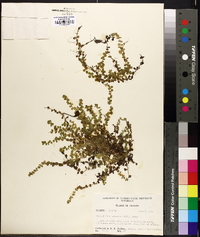 Micranthemum umbrosum image