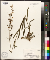 Penstemon australis image