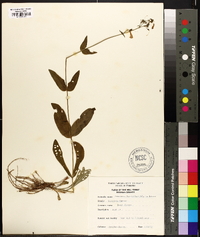 Penstemon laevigatus image