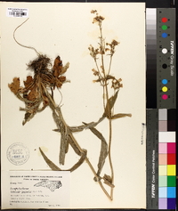 Penstemon laevigatus image