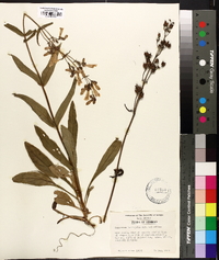 Penstemon laevigatus image