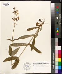 Penstemon laevigatus image