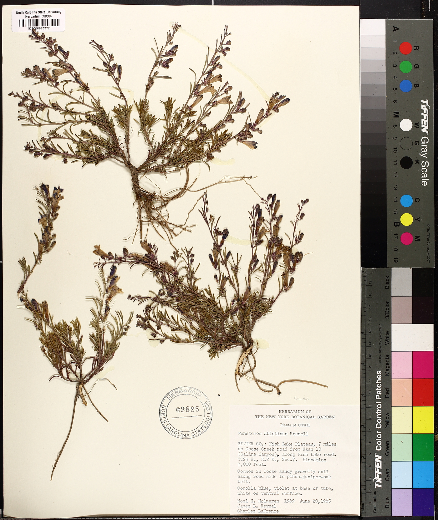 Penstemon abietinus image