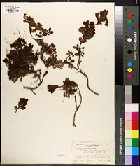 Penstemon menziesii image