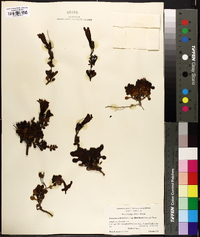 Penstemon menziesii image