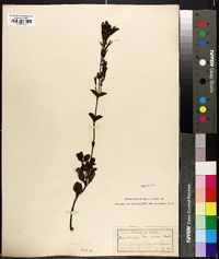 Penstemon menziesii image