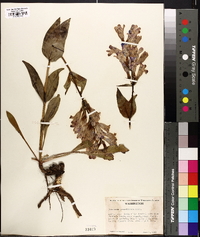 Penstemon pennellianus image