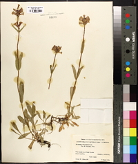 Penstemon shastensis image