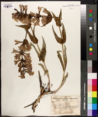 Penstemon speciosus image