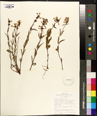 Penstemon watsonii image