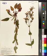 Penstemon wilcoxii image