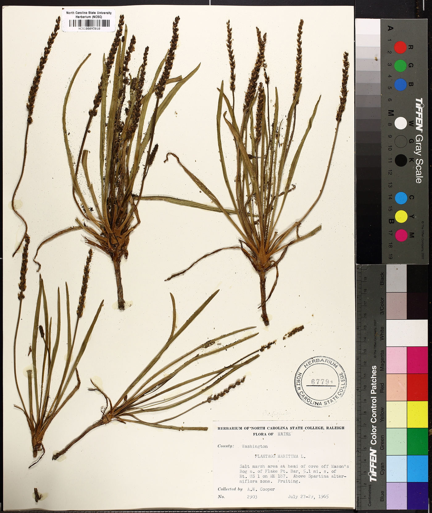 Plantago maritima image