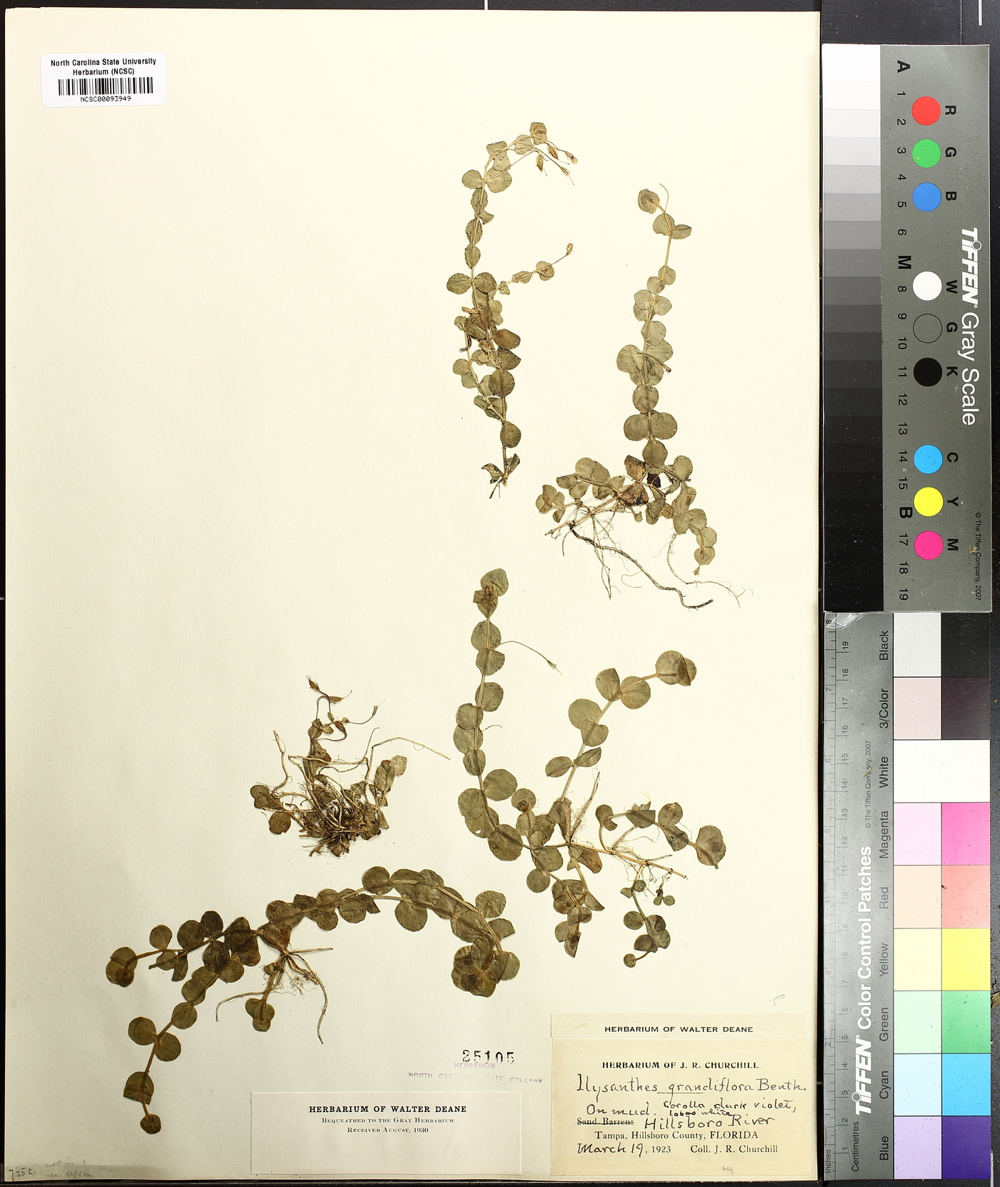 Ilysanthes grandiflora image
