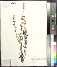 Dicerandra linearifolia image