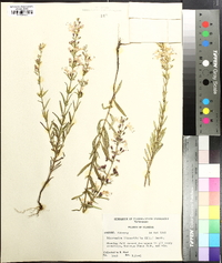 Dicerandra linearifolia image