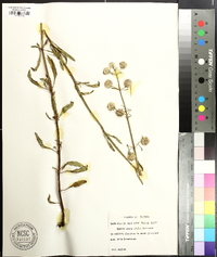 Hyptis alata image