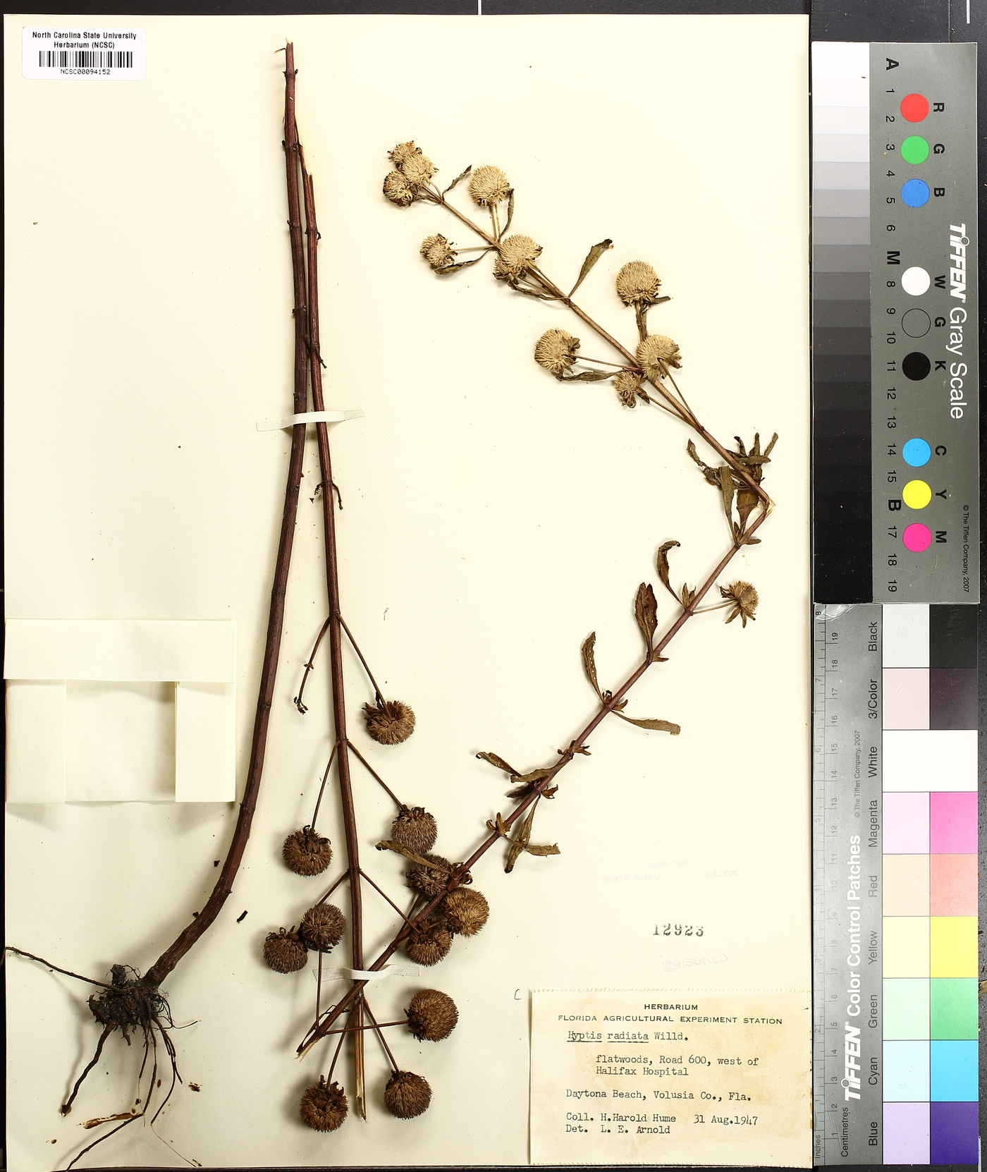 Hyptis radiata image
