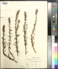 Hyssopus officinalis image