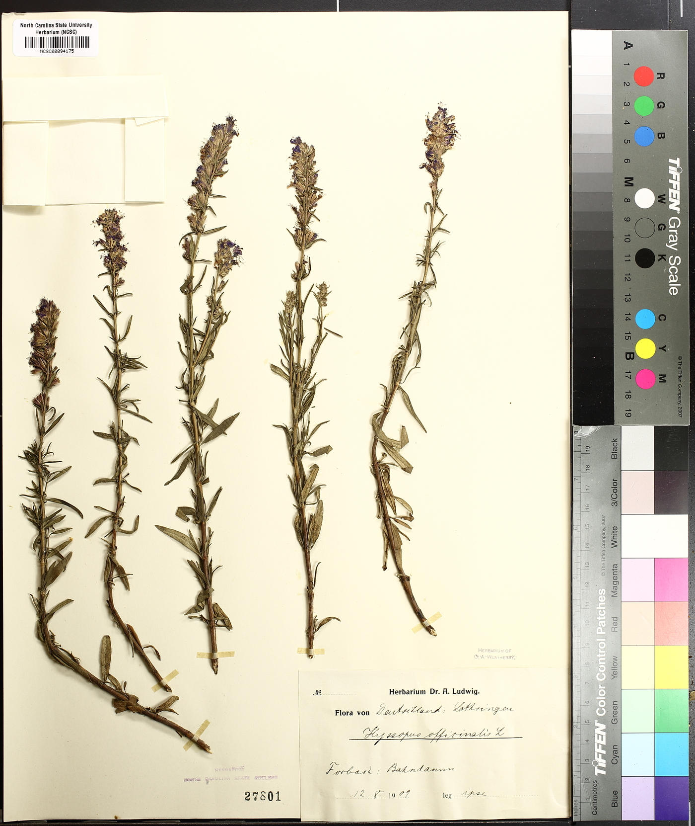 Hyssopus officinalis image