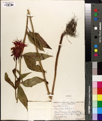 Monarda didyma image