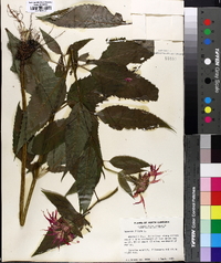 Monarda didyma image