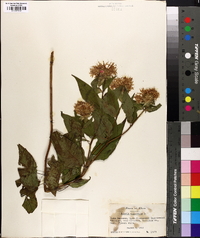 Monarda clinopodia image